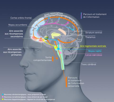 Que Nous Dit La Science Des Addictions ? | MILDECA